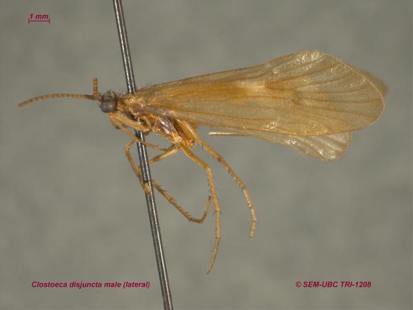 Photo of Clostoeca disjuncta by Spencer Entomological Museum